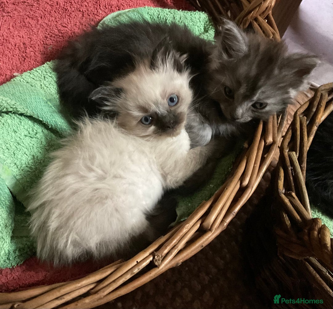 Ragdoll cats for sale: Lovely Kittens - Advert 3
