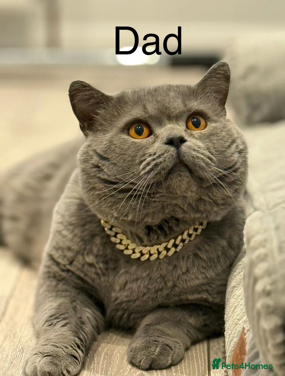 British Shorthair cats for sale: British shorthair Kittens - Advert 11