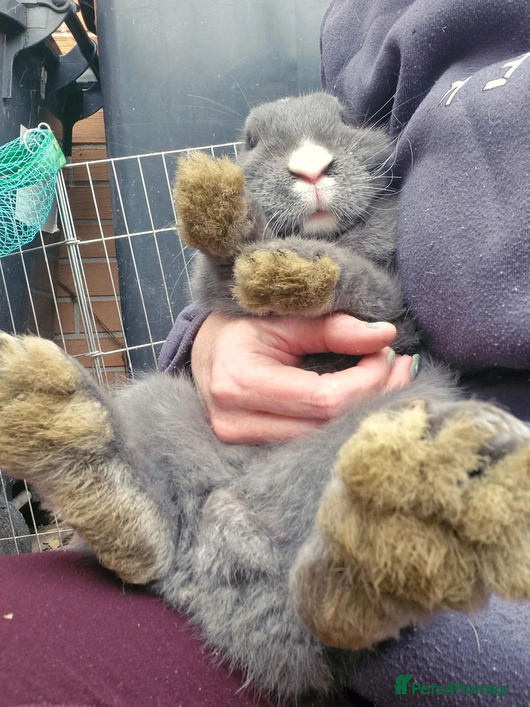 Mini Lop rabbits for sale: Mr Grey and Mr Twinkle toes - Advert 4