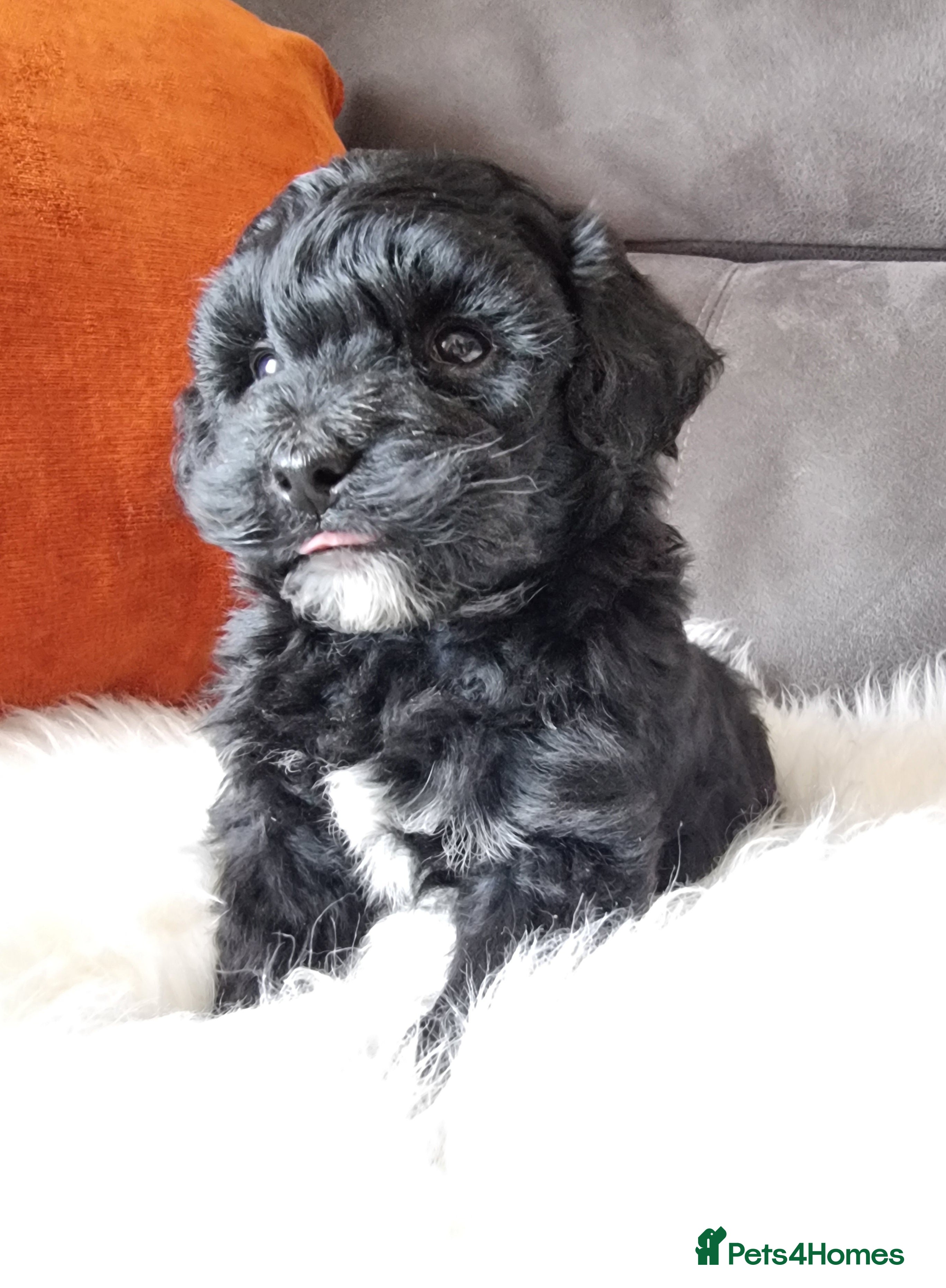 Shihpoo dogs Adorable best friend Shihpoo pups Fully Vaccinated - Advert 3