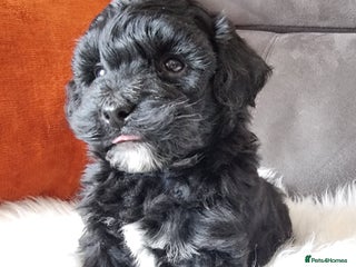 Shihpoo dogs Adorable best friend Shihpoo pups Fully Vaccinated - Advert 2