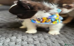 Chihuahua dogs for sale: Outstanding long haired Chihuahua puppy!! - Image 4