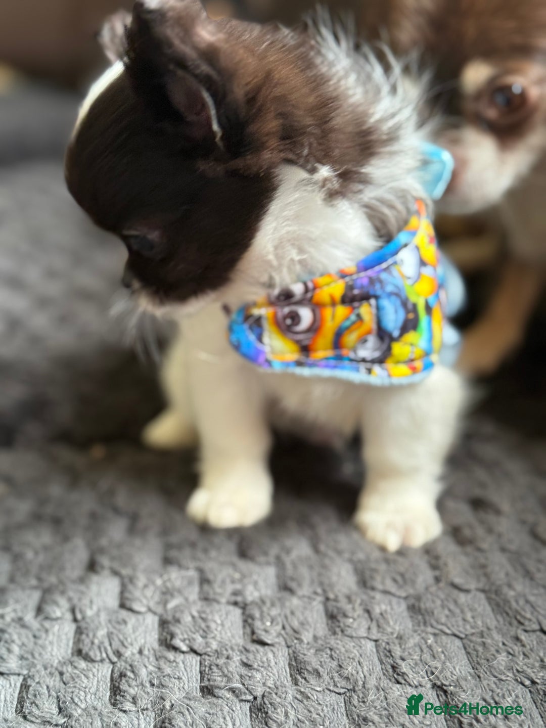 Chihuahua dogs for sale: Outstanding long haired Chihuahua puppy!! - Image 4