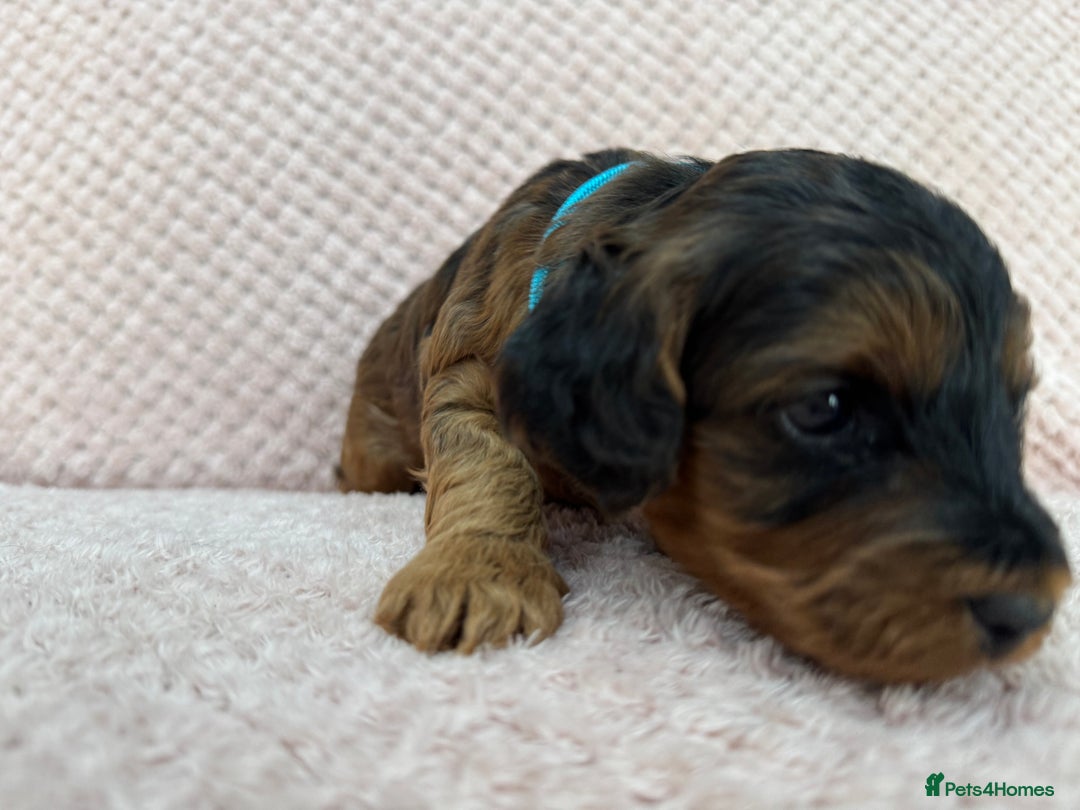 Cockapoo dogs for sale: Beautiful Cockapoos puppies - fully health tested  - Advert 3