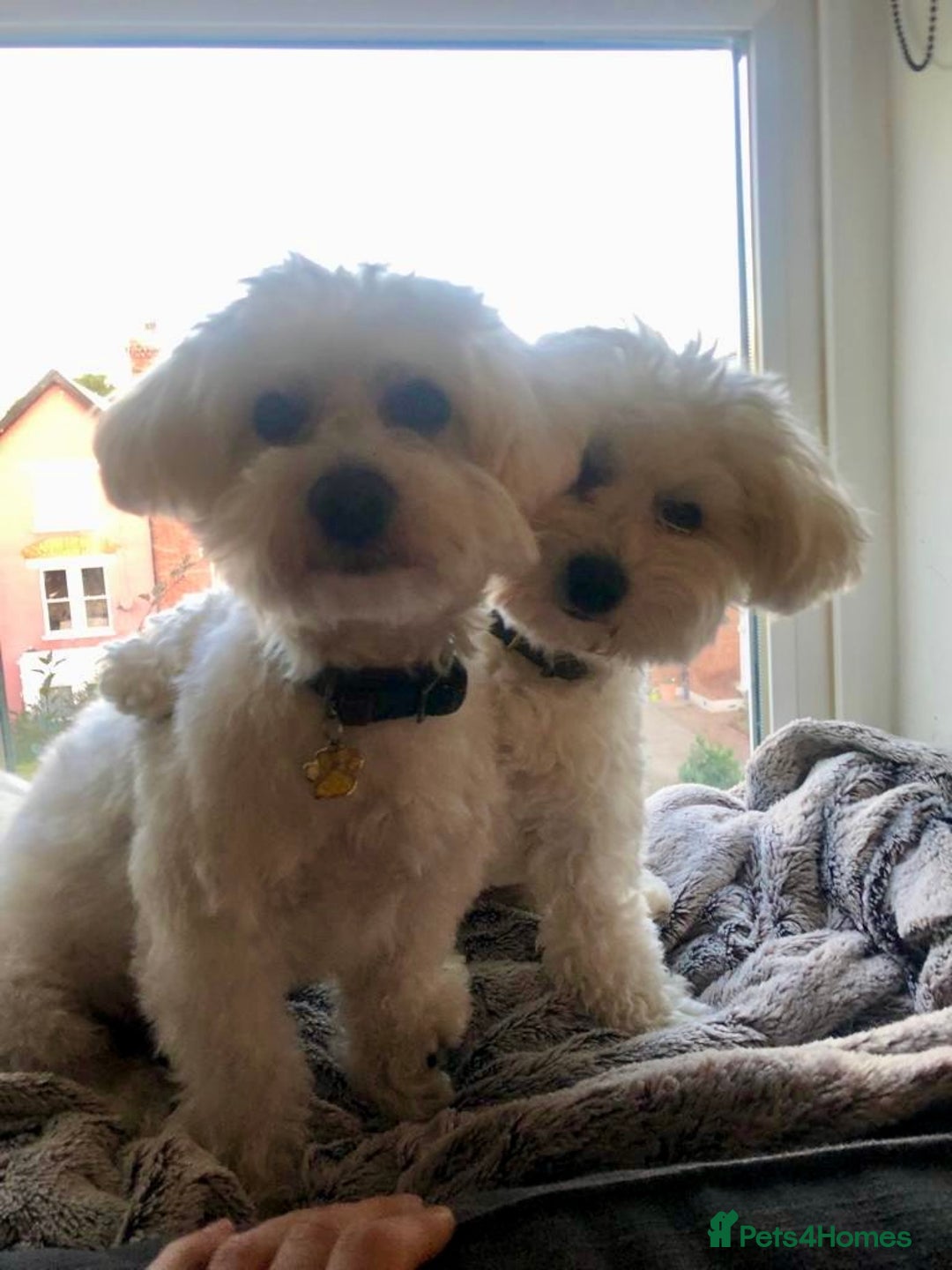 Bichon Frise dogs for stud: Mr Mile - Advert 7