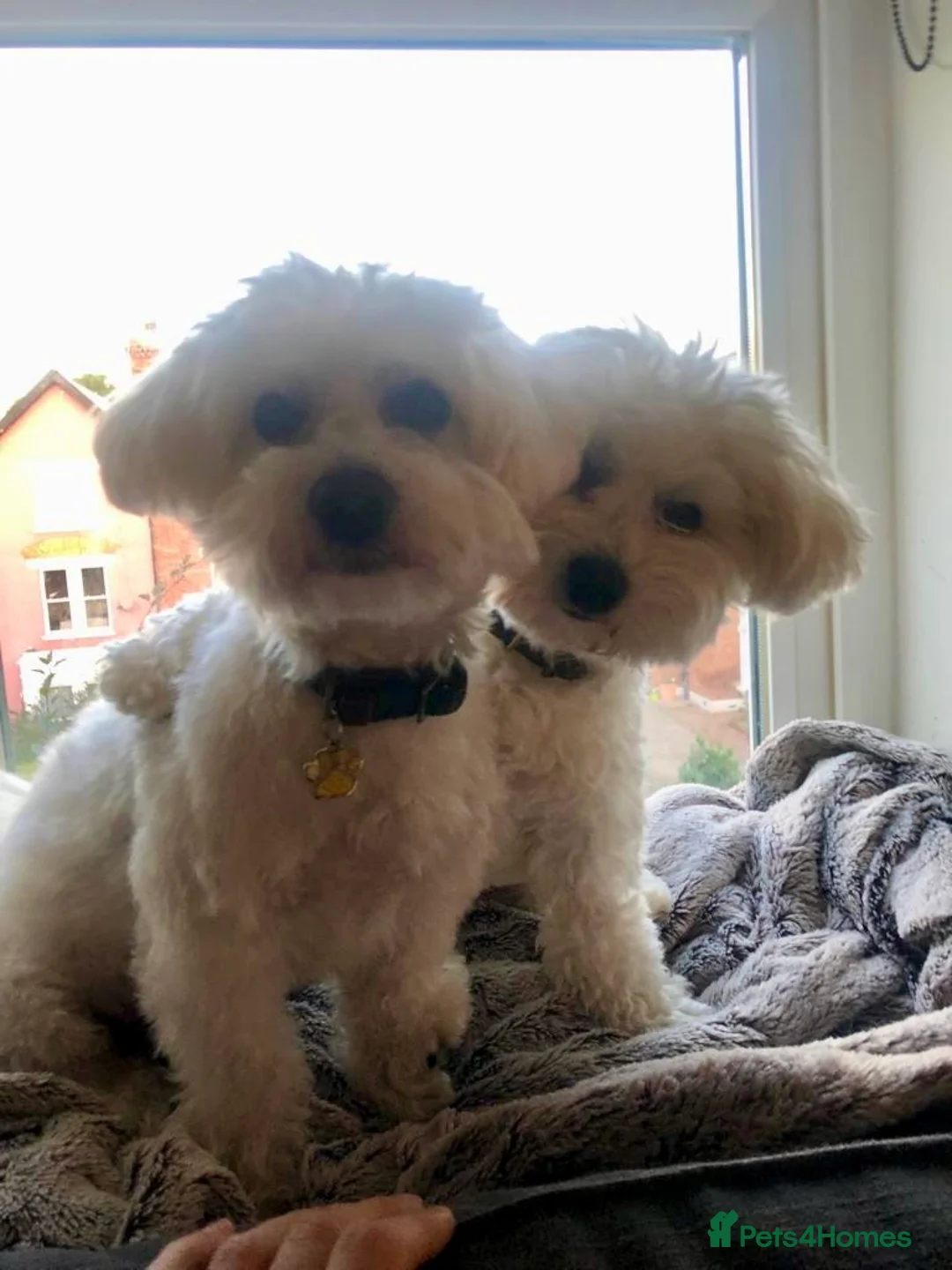 Bichon Frise dogs for stud: Mr Mile - Advert 7