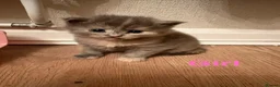 Mixed Breed cats for sale: Mixed Breed Kittens  - Advert 6