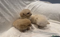 Cockapoo dogs for sale: Cockapoo puppies  - Image 3