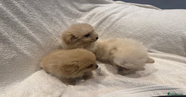Cockapoo dogs - Advert 3