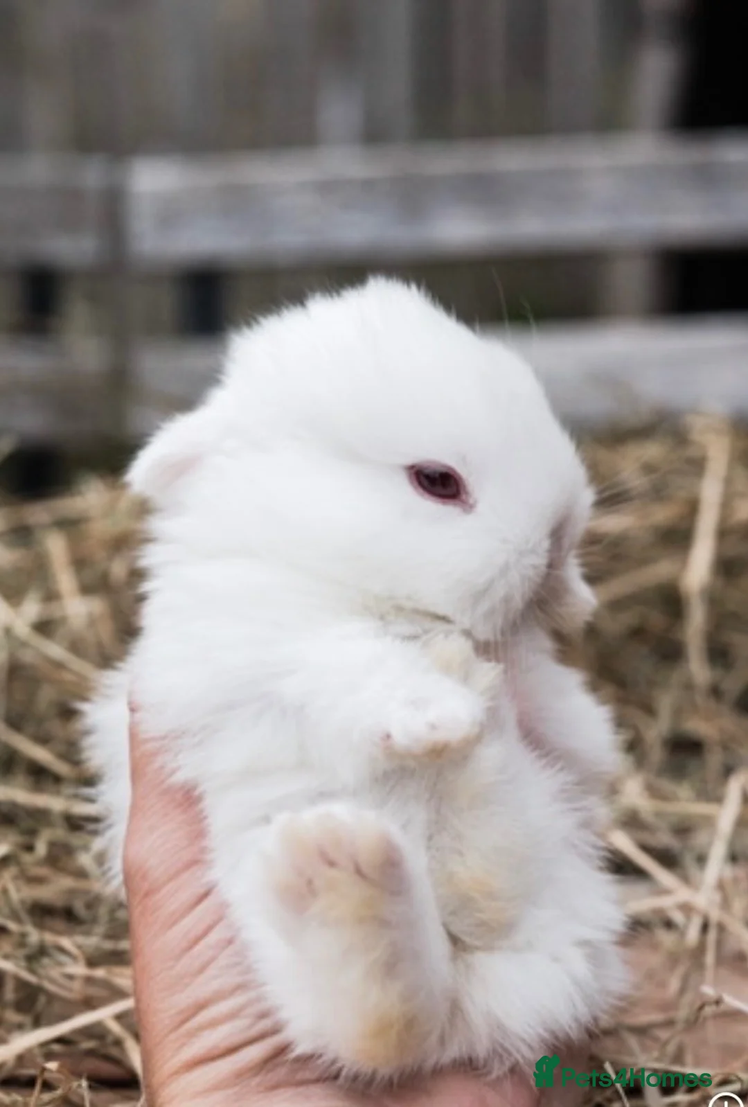 Netherland Dwarf rabbits for sale: REW Netherland Dwarf Baby Bunnies for Sale - Advert 2