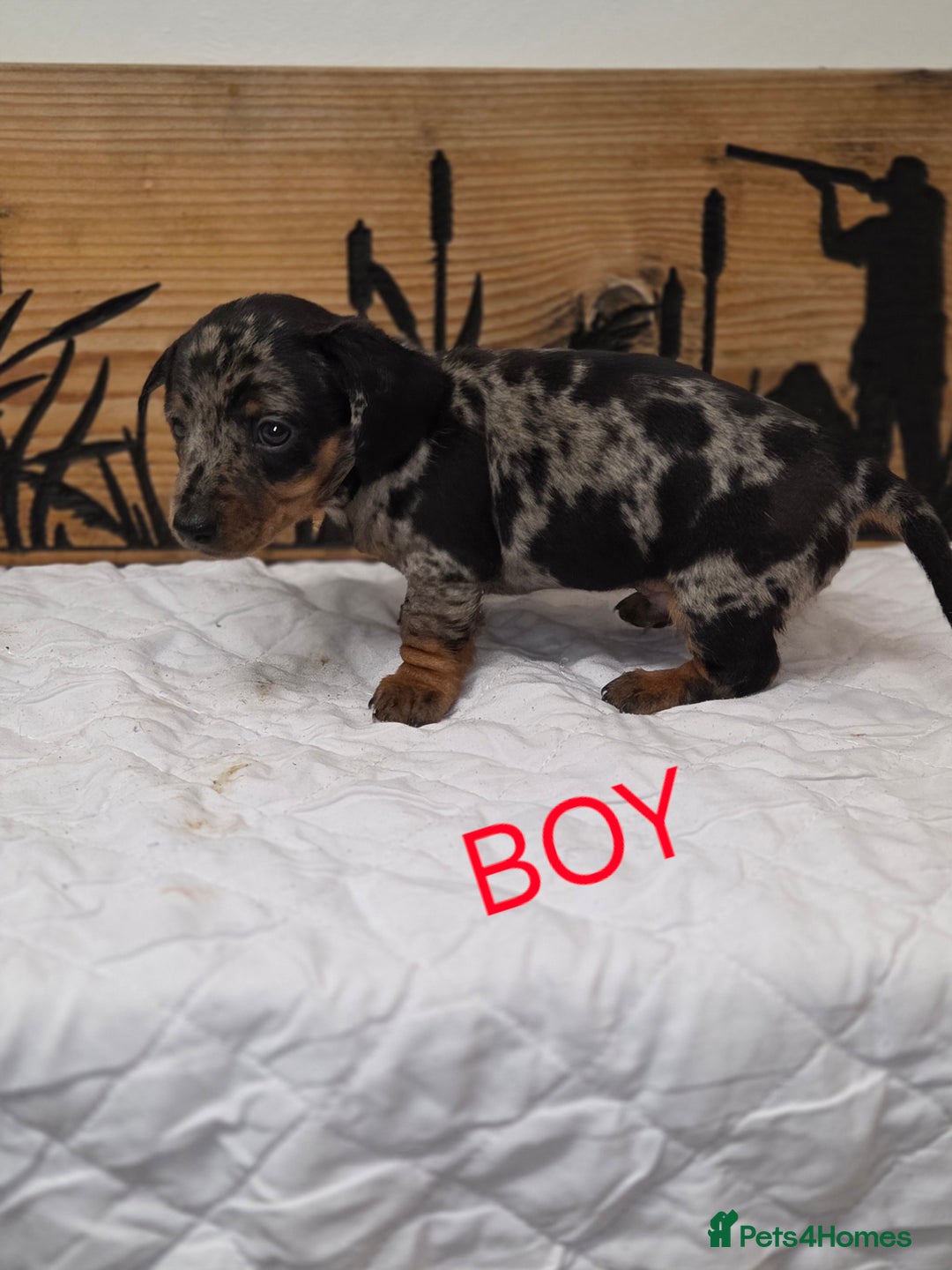 Miniature Dachshund dogs for sale: QUALITY PRA CLEAR MIN DACHSHUNDS  - Advert 18