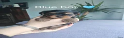 Yorkshire Terrier dogs for sale: Beautiful Yorkshire Terrier Puppies  in Downpatrick - Advert 19