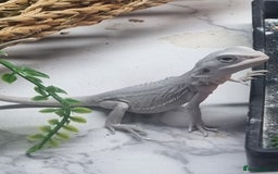 Bearded Dragon reptiles for sale: Bearded dragons  babies  - Image 33