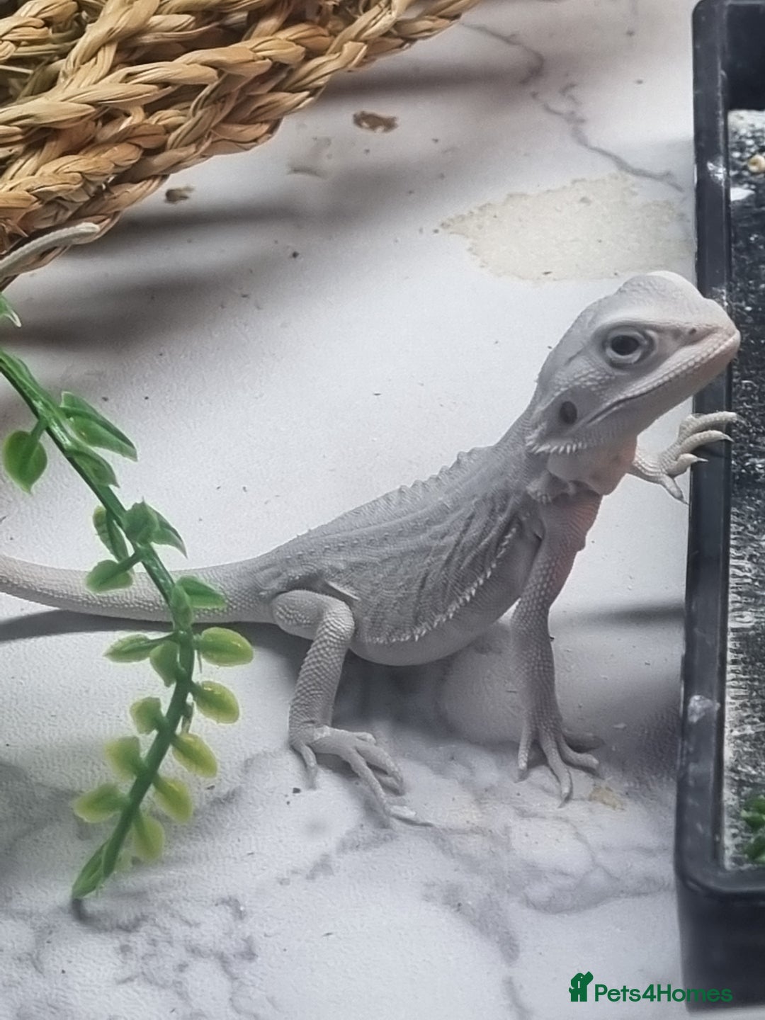 Bearded Dragon reptiles for sale: Bearded dragons  babies  - Image 33
