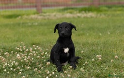 Borador dogs for sale: 🐶 Labrador x Border Collie Puppies – Ready Now!  - Image 2