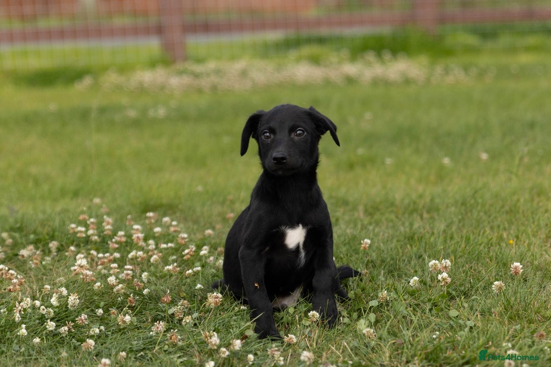 Borador dogs for sale: 🐶 Labrador x Border Collie Puppies – Ready Now!  - Image 2