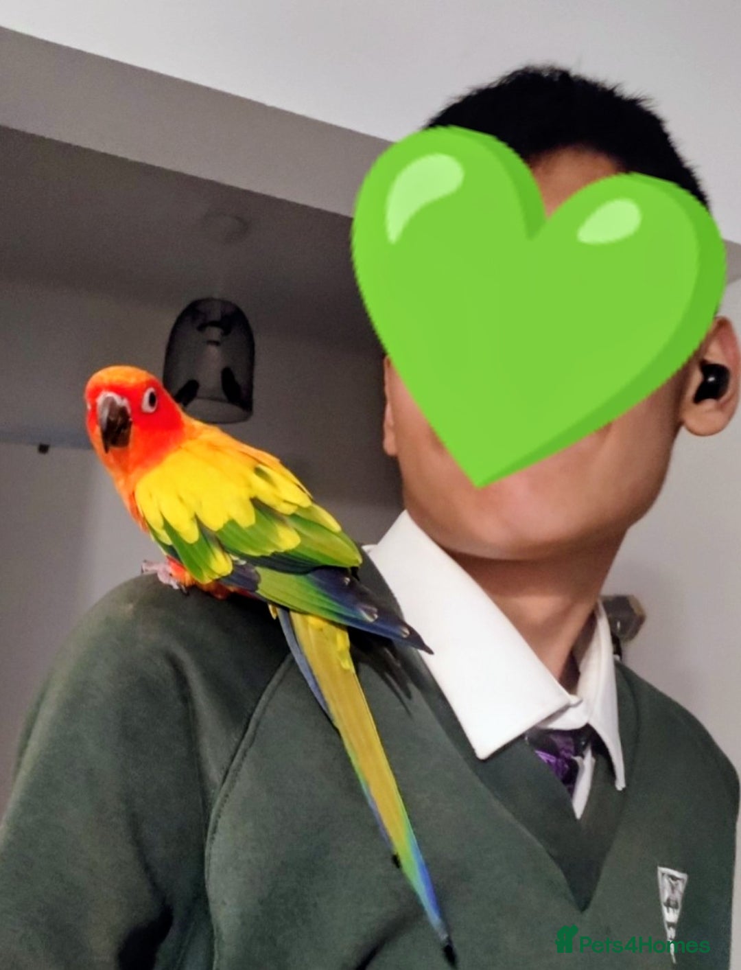 Conures birds for sale: Sun Conure & Jenday Conure  - Advert 3