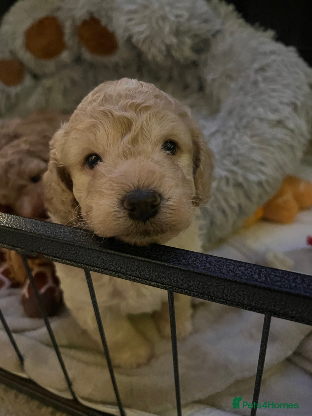 Cockapoo dogs for sale: Cockapoos for sale.  - Advert 30