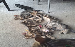 Mixed Breed cats for sale: 5 beautiful kitten ready to go. (Price negotiable) - Image 13