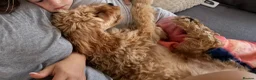 Cavapoo dogs for sale: Adorable 1 year old Cavapoo 💙🐾 in Manchester - Advert 7