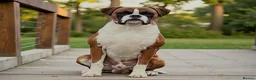 Boxer dogs for stud: Proven KC registered stud dog - Advert 3