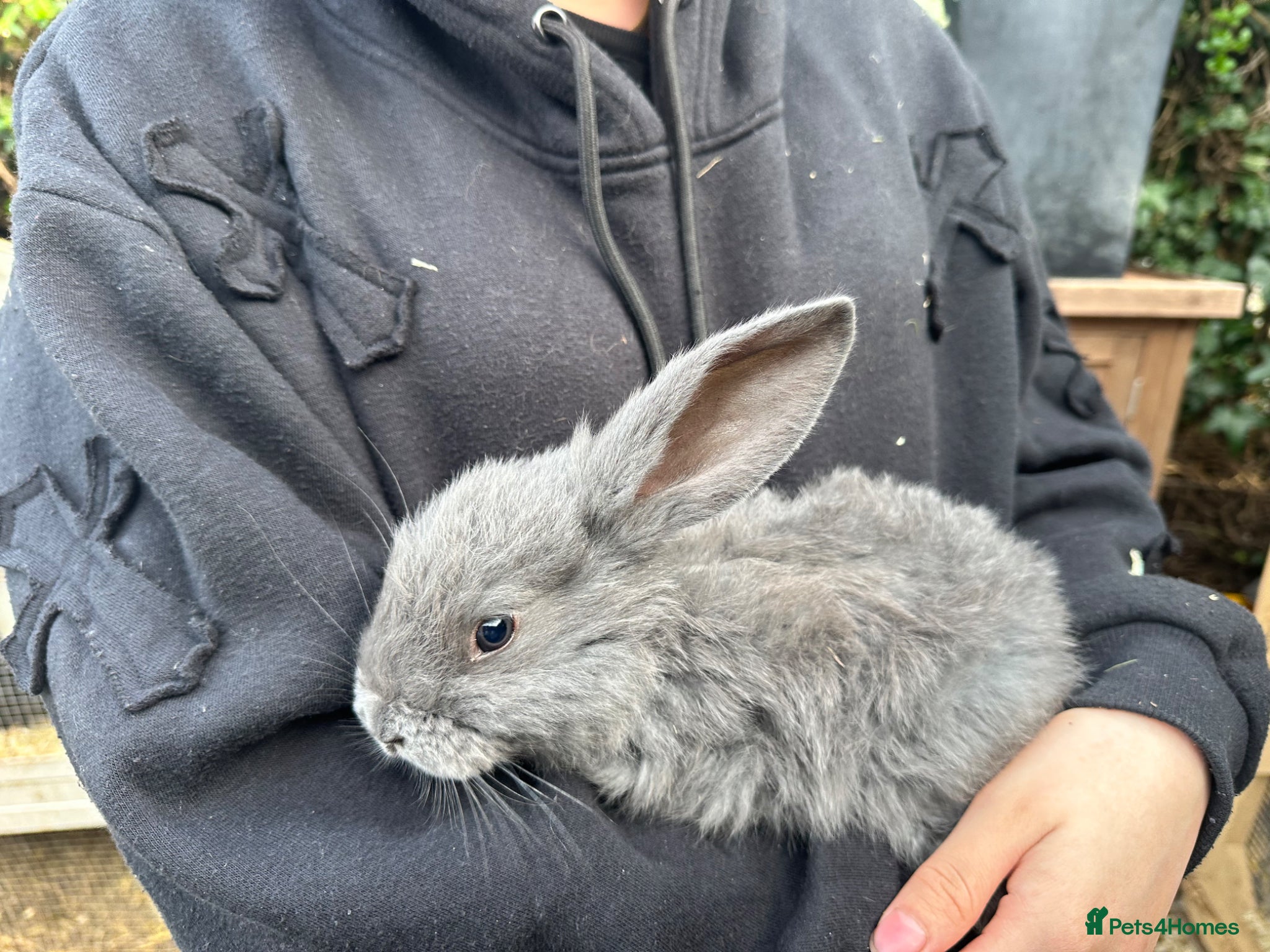 Continental Giant rabbits Continental giant kits  - Advert 4