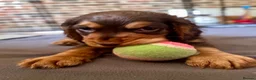 Cocker Spaniel dogs for sale: Fully Health Tested Working Cocker Spaniel Pup in Hailsham - Advert 9