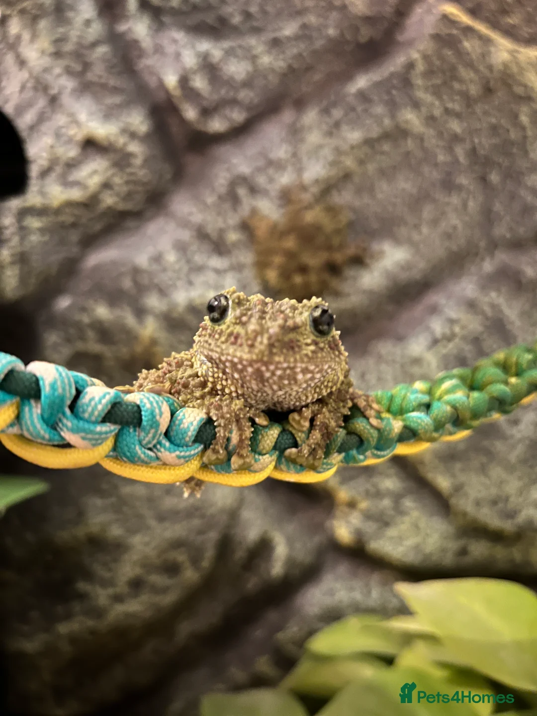 Frog reptiles for sale: 2 Vietnamese Mossy Frogs in Eastleigh - Advert 2