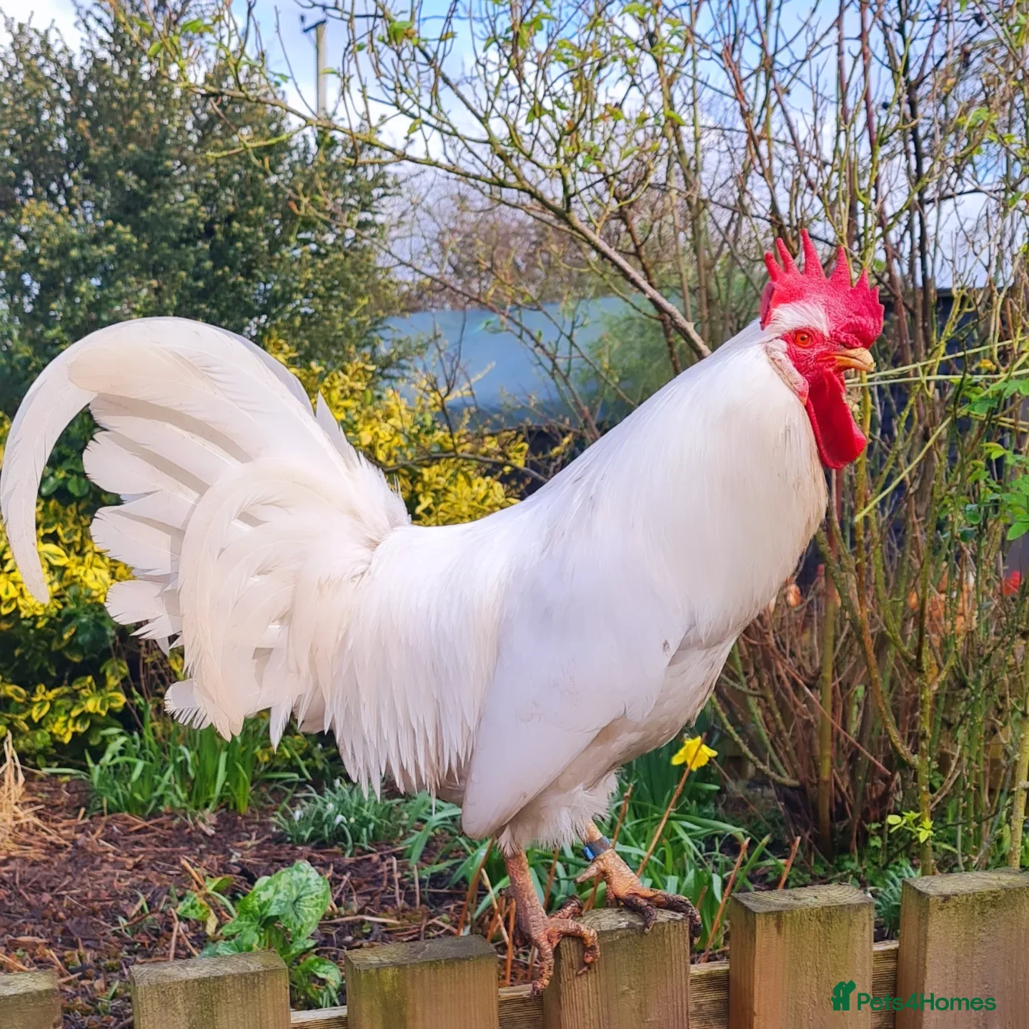 Chickens poultry COCKERELS £5 EACH - Advert 1