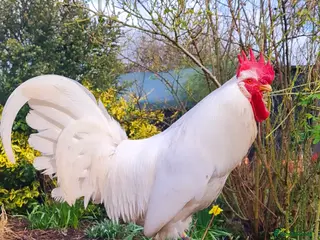 Chickens poultry COCKERELS £5 EACH - Advert 1