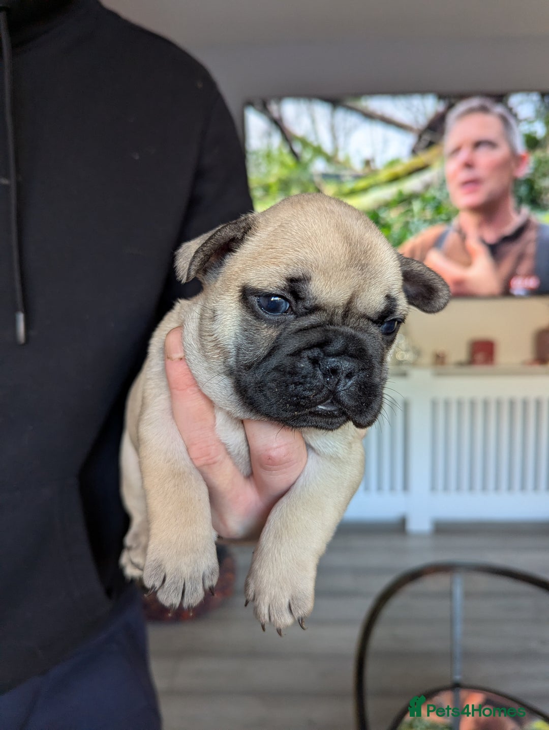 French Bulldog dogs for sale: French bulldog puppies for sale - Advert 5
