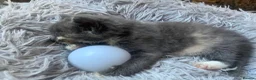 Maine Coon cats for sale: Maincoons  - Advert 1