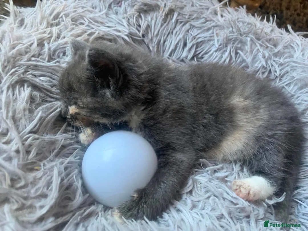 Maine Coon cats for sale: Maincoons  - Advert 1
