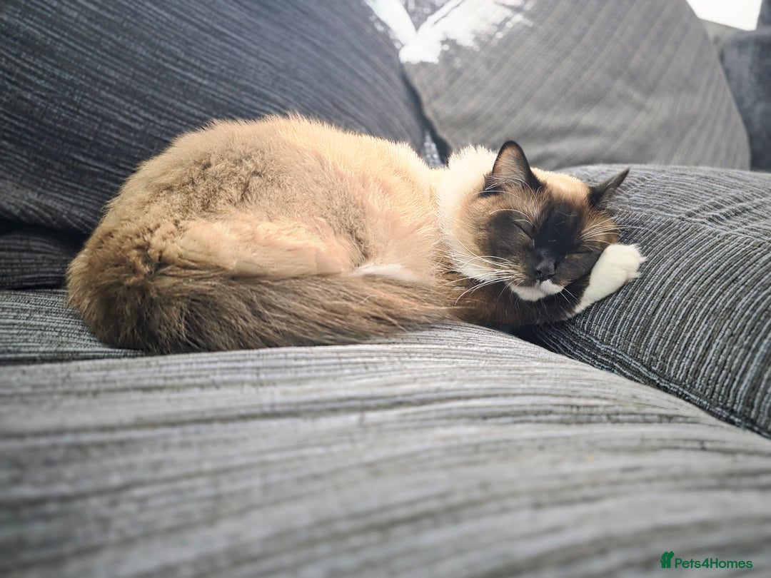 Ragdoll cats for sale: Beautiful Seal Point Ragdoll - Advert 6