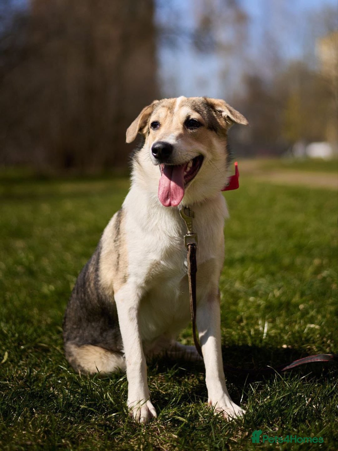 Mixed Breed dogs for adoption: 💖🐶 NINA 🐶💖 - Image 40
