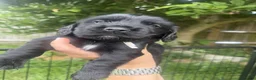 Cocker Spaniel dogs for sale: Working Cocker Spaniel Puppies in Eastbourne - Advert 9