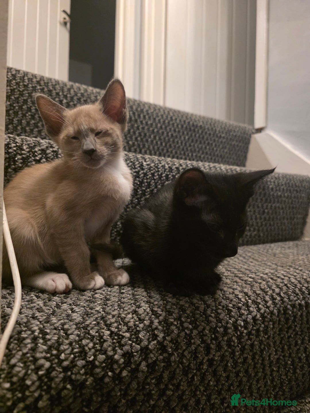 Oriental cats for sale: Oriental Shorthair Kittens - Advert 1