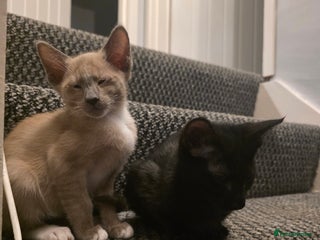 Oriental cats Oriental Shorthair Kittens Ready to go - Advert 16
