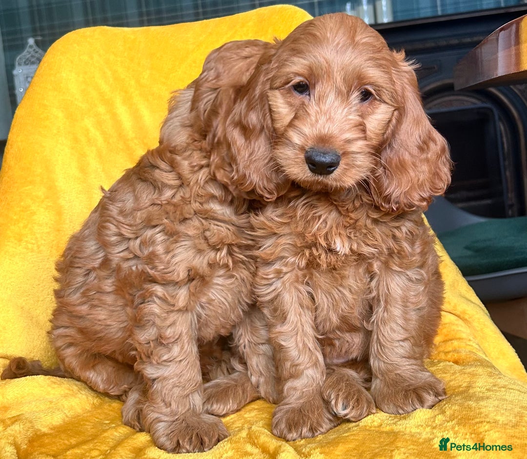 Cockapoo dogs for sale: Cockapoo puppies  - Image 4