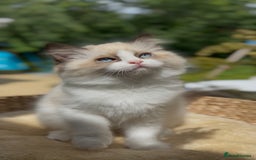 Ragdoll cats for sale: GCCF Registered. Grand Champion Bloodlines. - Image 15