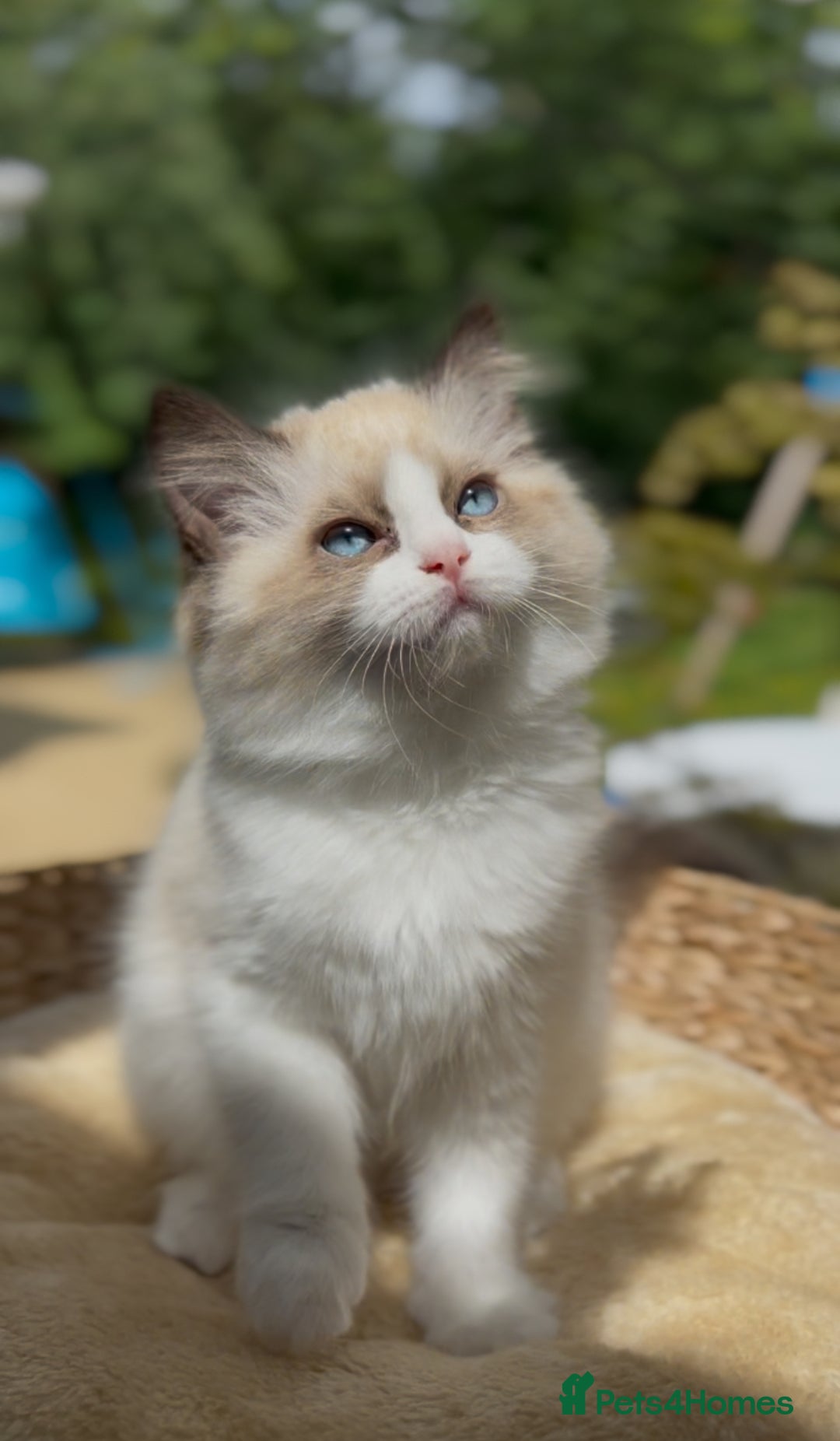 Ragdoll cats for sale: GCCF Registered. Grand Champion Bloodlines. - Image 15