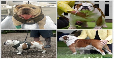 English Bulldog dogs - Advert 3