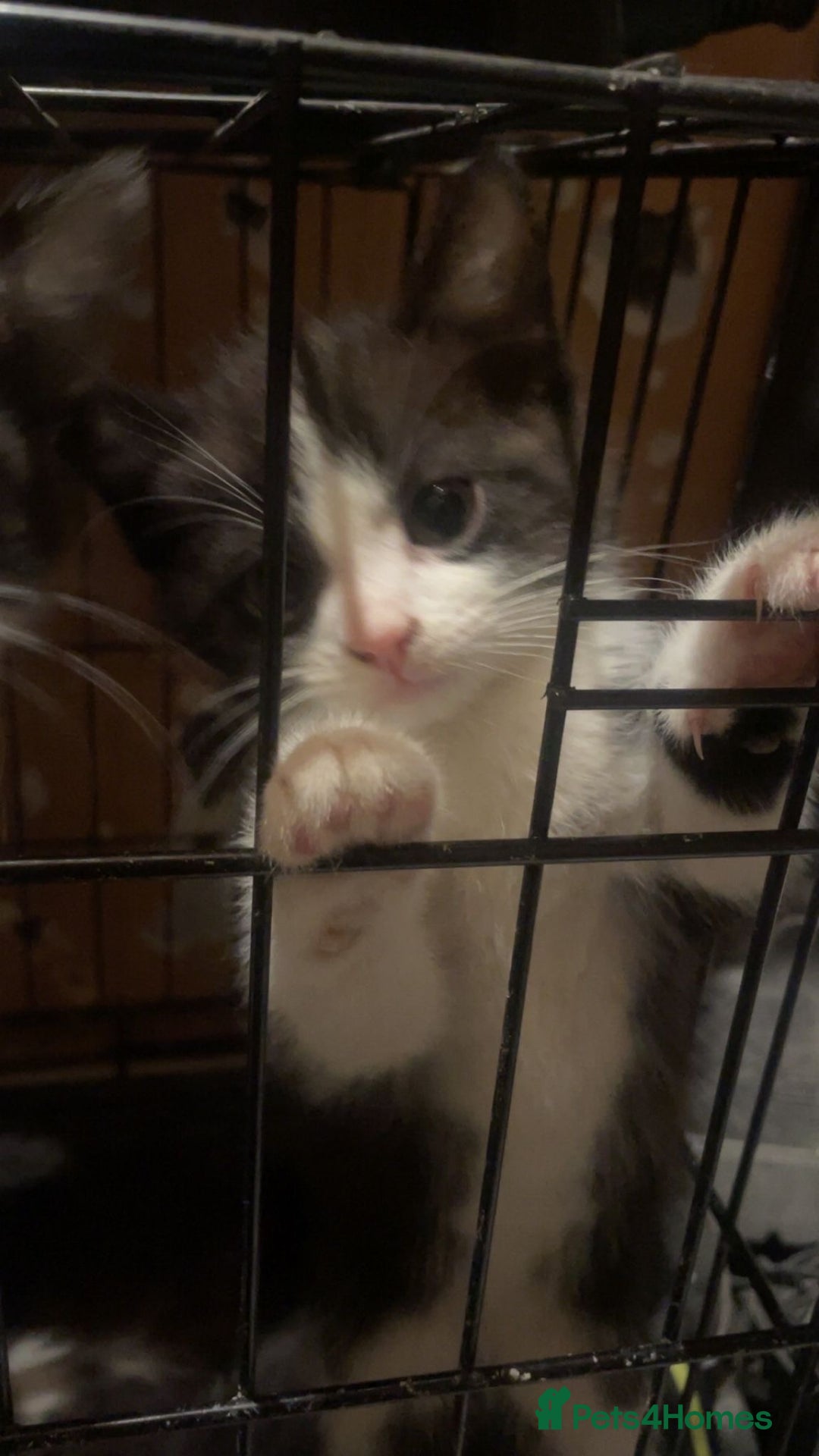 Mixed Breed cats for sale: Kittens for sale - Advert 2