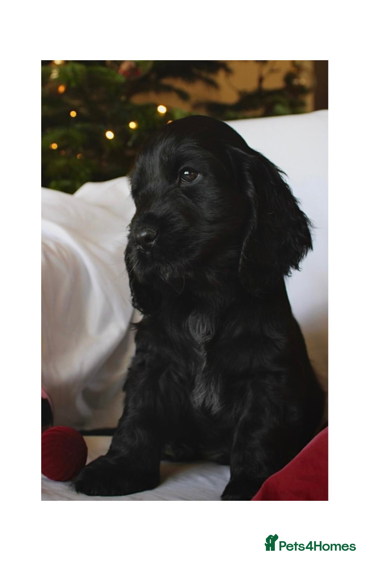 Cocker Spaniel dogs KC Registered Show Cocker Spaniel Puppies - Advert 4