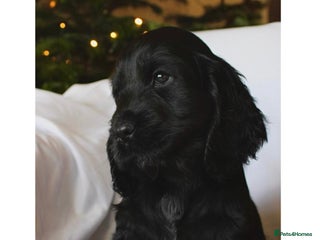 Cocker Spaniel dogs KC Registered Show Cocker Spaniel Puppies - Advert 18