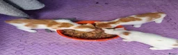 Mixed Breed cats for sale: 3 ginger and white kittens in Wakefield - Advert 9