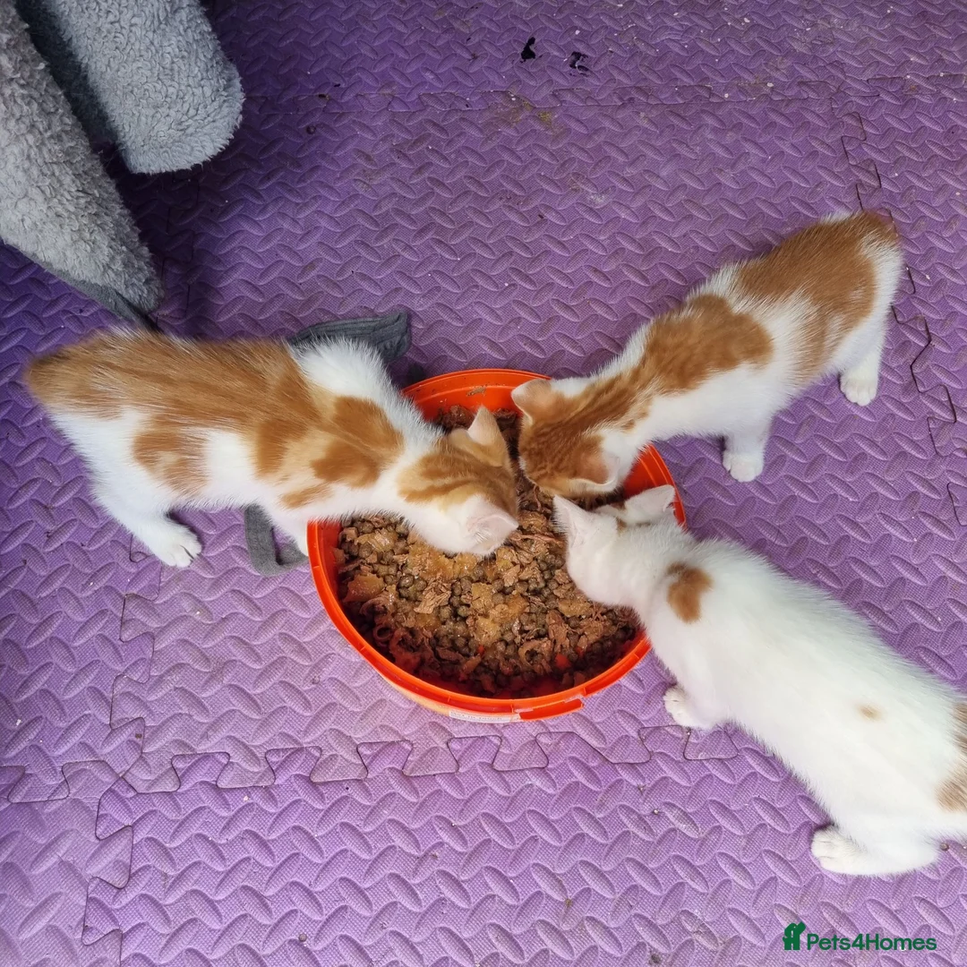 Mixed Breed cats for sale: 3 ginger and white kittens in Wakefield - Advert 9