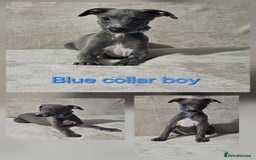 Whippet dogs for sale: Stunning litter of whippet puppies - Image 1