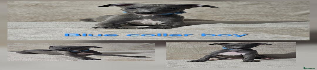 Whippet Puppy 1