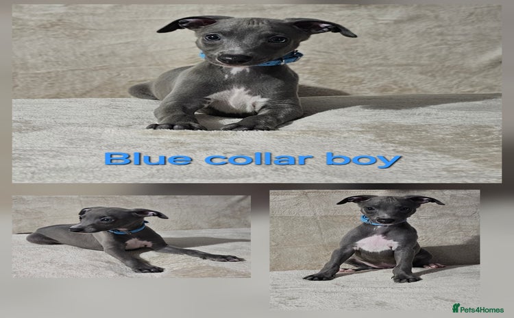 Whippet dogs - Advert 2